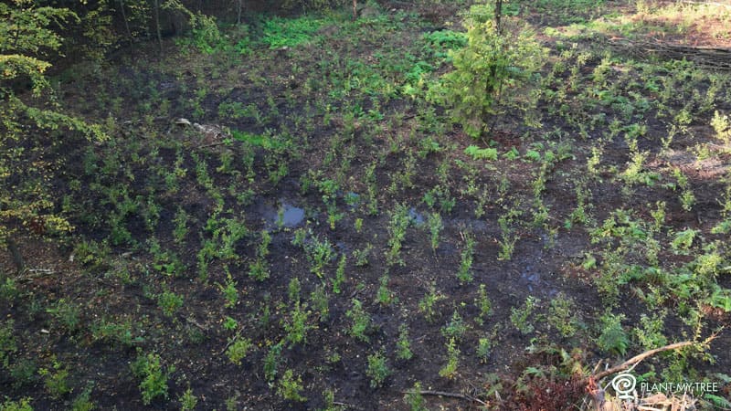 Plant my Tree
